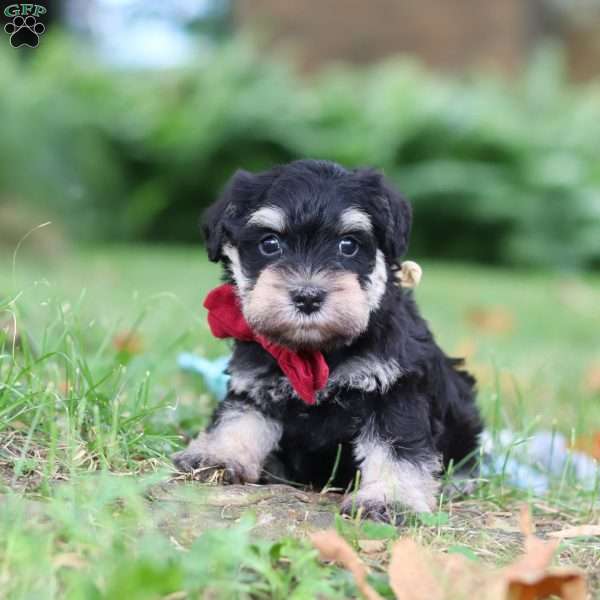 Kobe, Miniature Schnauzer Puppy